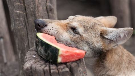 Wolf puppy eating stock photo. Image of cute, nose, animal - 109952544