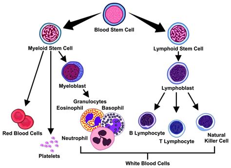 Anemia Prognosis - Drug Genius