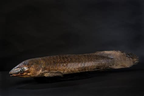 Australian Lungfish - The Australian Museum