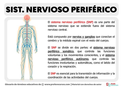 Qué es el Sistema Nervioso Periférico