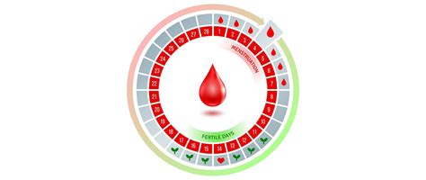 Track Ovulation With Irregular Periods - American Pregnancy