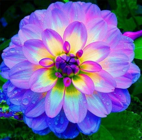 Dahlia-those colors.... | Flowers, plants & etc. | Pinterest