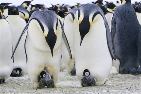 193 Cool and Good Penguin Names – Animal Names