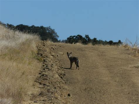 Briones Regional Park: A Wildlife Hub | Livermore, CA Patch