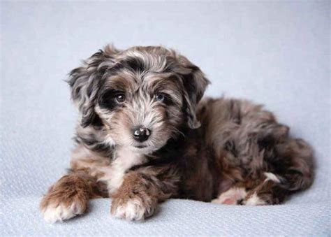 Aussiedoodle Puppies | aussiedoodle puppies for sale | Puppies