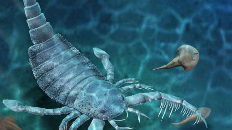 Giant sea scorpion fossil discovered in China