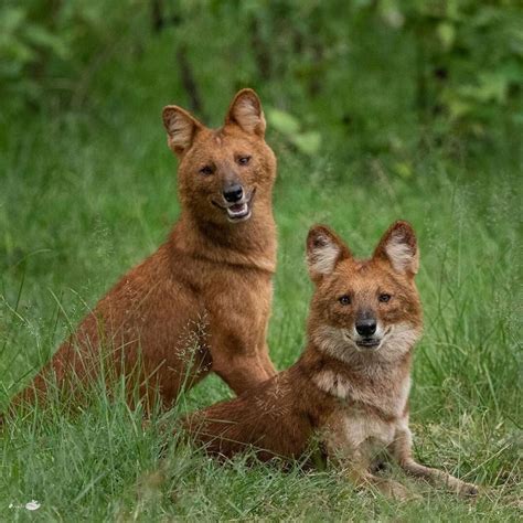 Dhole, sometimes known as Indian Wild Dog | Wild dogs, Cute animals, Dhole