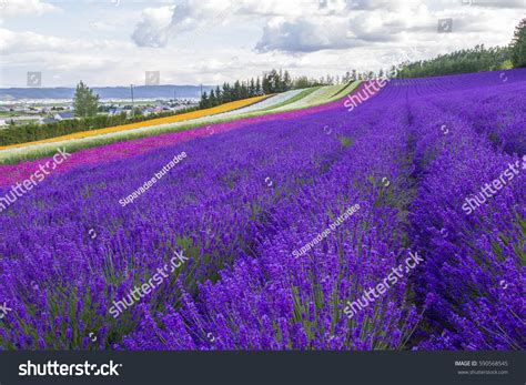 Lavender Field Hokkaido Japan Stock Photo 590568545 - Shutterstock