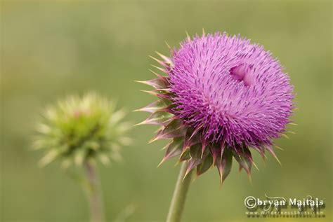 Musk Thistle, Boulder, Colorado