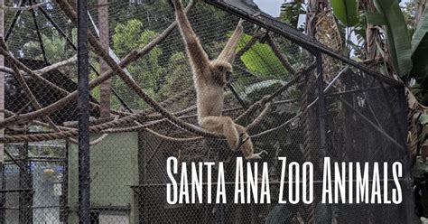 Santa Ana Zoo Animals | Enjoy OC