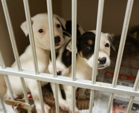 Houston voters to decide on $47 million bond for BARC amidst ‘crisis’ at local animal shelters ...