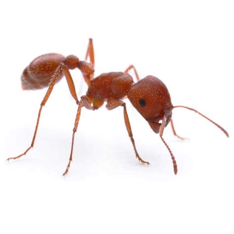 Harvester Ant Identification, Habits & Behavior | Florida Pest Control