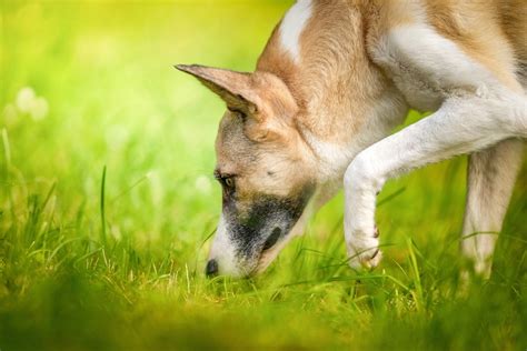 12 Vet-Approved Facts About Your Dog’s Sense of Smell – Dogster