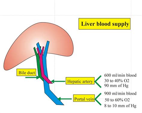 Liver Anatomy - Labpedia.net