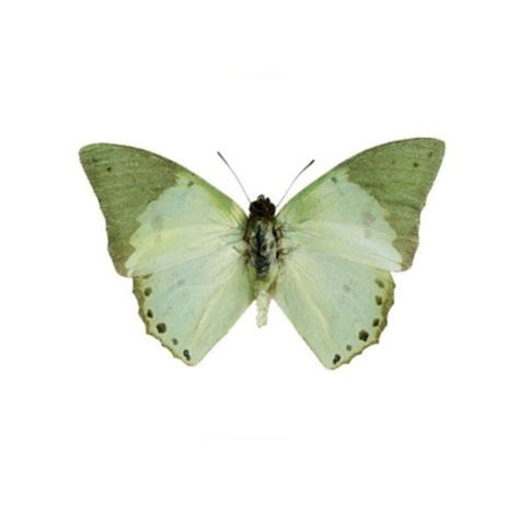 a green and white butterfly on a white background