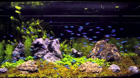 100 cardinal tetra in an aquascaping tank - YouTube