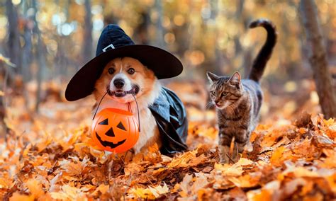 The Best Pet-Friendly Halloween Costumes, Activities and More | BeChewy