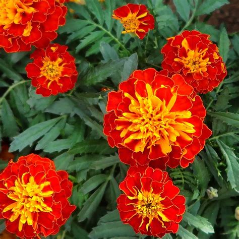 French marigold mixed Seeds - Mountain Top Seed Bank