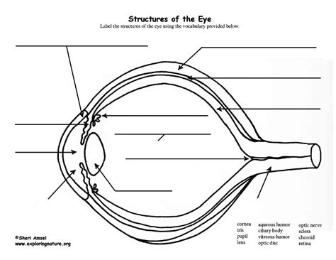 Eye Structure Labeling with Vocabulary List