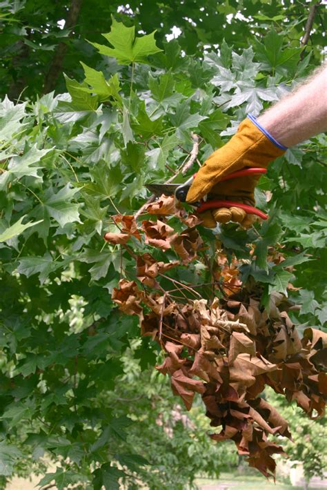 Maple Tree Diseases and Care | Blain's Farm & Fleet Blog