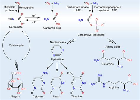 Thermal Synthesis of Carbamic Acid and Its Dimer in Interstellar Ices: A Reservoir of ...