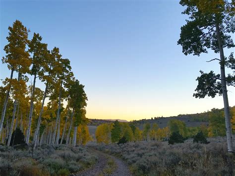 Visiting Pando - The World's Largest Living Organism | BRIDGETTE MEINHOLD