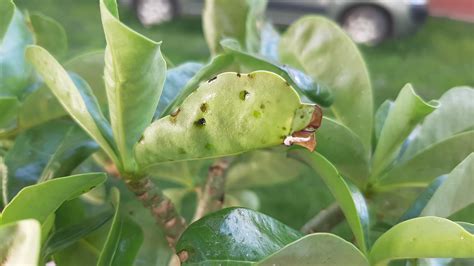 Black spots on leaves. What might these be? : r/DesertRose