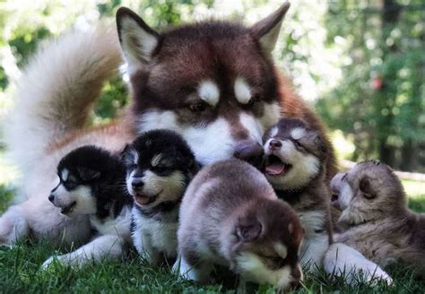 The Fascinating World of the Alaskan Malamute's Colors - K9 Web