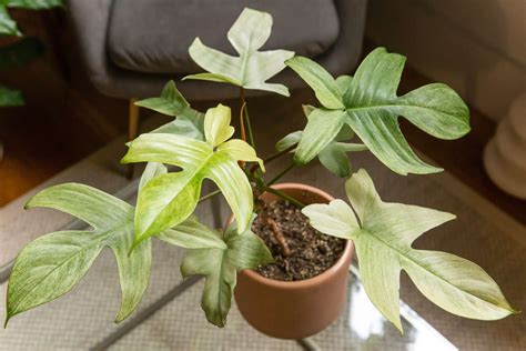 How to Grow and Care for Philodendron Florida Ghost