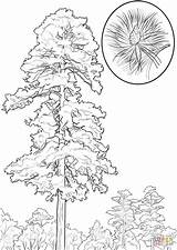 Red Pine Tree coloring Page  Free Printable Coloring Pages sketch template