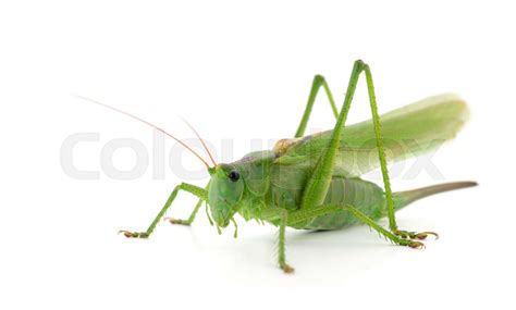 Green locust isolated | Stock image | Colourbox