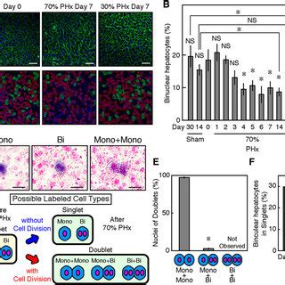 Cell Division of Hepatocytes during Liver Regeneration | Download Scientific Diagram