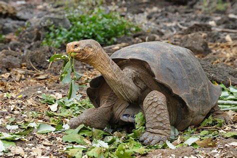 Extinct species of Galapagos giant tortoise may be resurrected | New ...