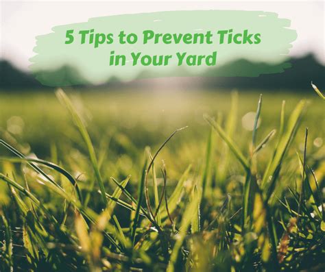 5 Tips to Prevent Ticks in Your Yard – Maggie's Farm Ltd