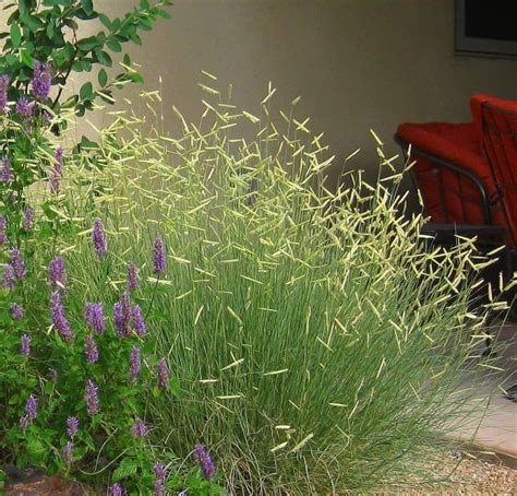 Blue Grama Grasses For Landscaping | Ornamental grasses, Landscaping inspiration, Grasses ...