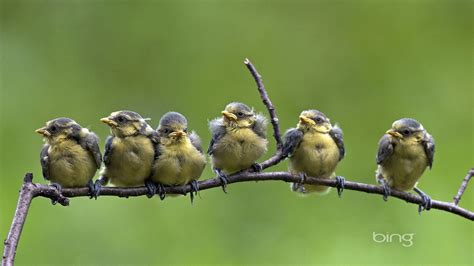 2013 animales oficiales Bing y paisajes Fondos de Pantalla #14 ...