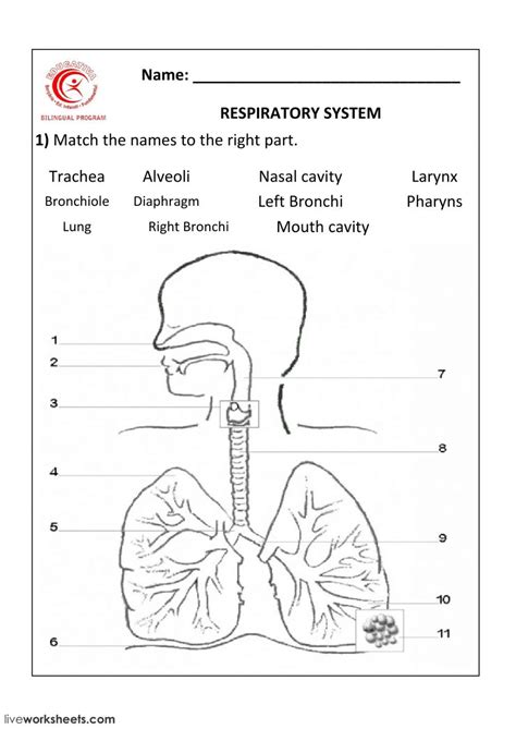 Labeling Respiratory System Quiz