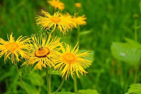 Elecampane Plant Guide: How to Grow and Care for Elecampane - 2022 - MasterClass