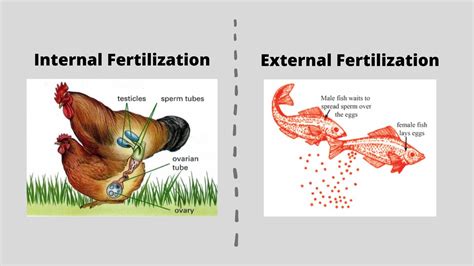 Learning Task 4: Think of two animals that can reproduce sexually. In ...