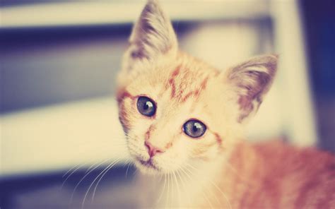 Short-coated brown and white tabby cat HD wallpaper | Wallpaper Flare