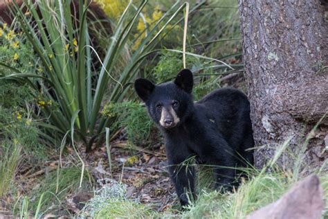 PBS’s ‘Nature’ Spotlights Big Bend’s Biodiversity – Especially Its ...