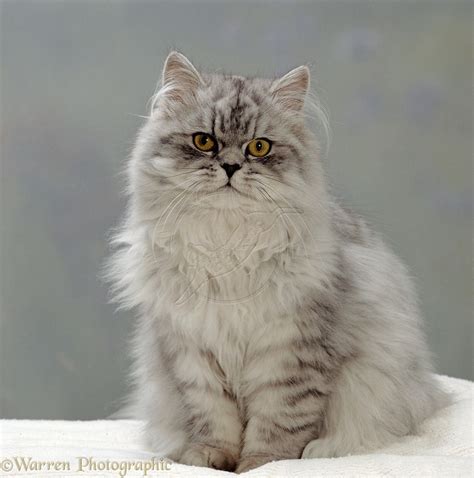 Persian - Information, Health, Pictures & Training Pet Paw