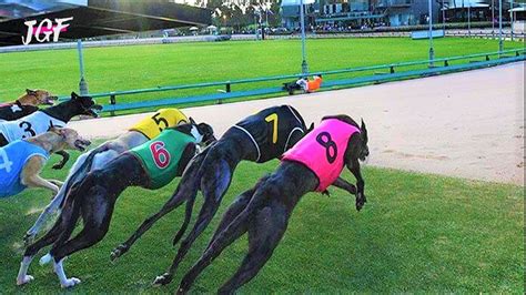 Greyhound racing - Track race - YouTube