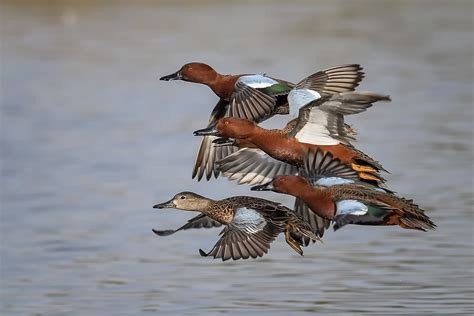 Cinnamon Teal | Audubon Field Guide