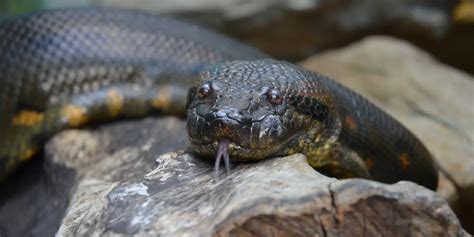 Ross Allen luchando con una anaconda de seis metros bajo el agua