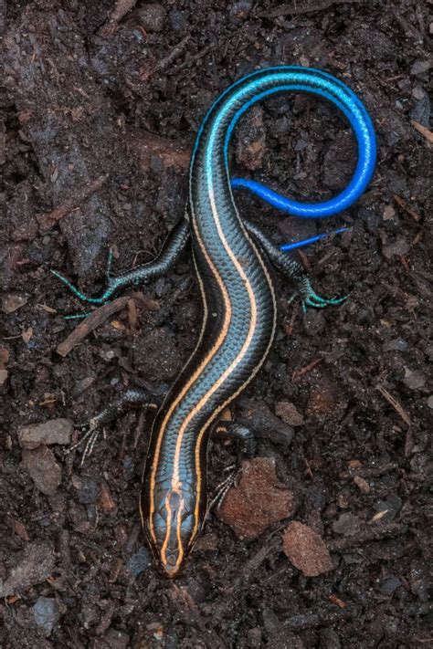 Blue Tailed Skink - 9GAG