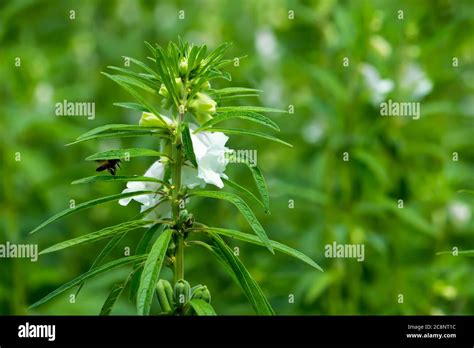 The sesame tree with honey bee Stock Photo - Alamy