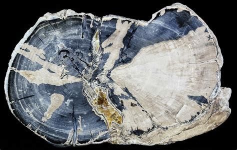 7.6" Blue Forest Petrified Wood Slab - Wyoming (#54489) For Sale ...