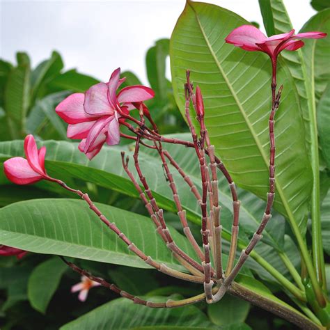 Plumeria Rubra 'Pink Parfait' - myBageecha