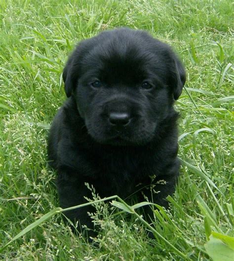 37 Top Pictures English Lab Puppies For Sale : Black Labrador Retriever ...